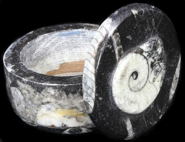 Small Fossil Goniatite Jar (Black) - Stoneware #38018